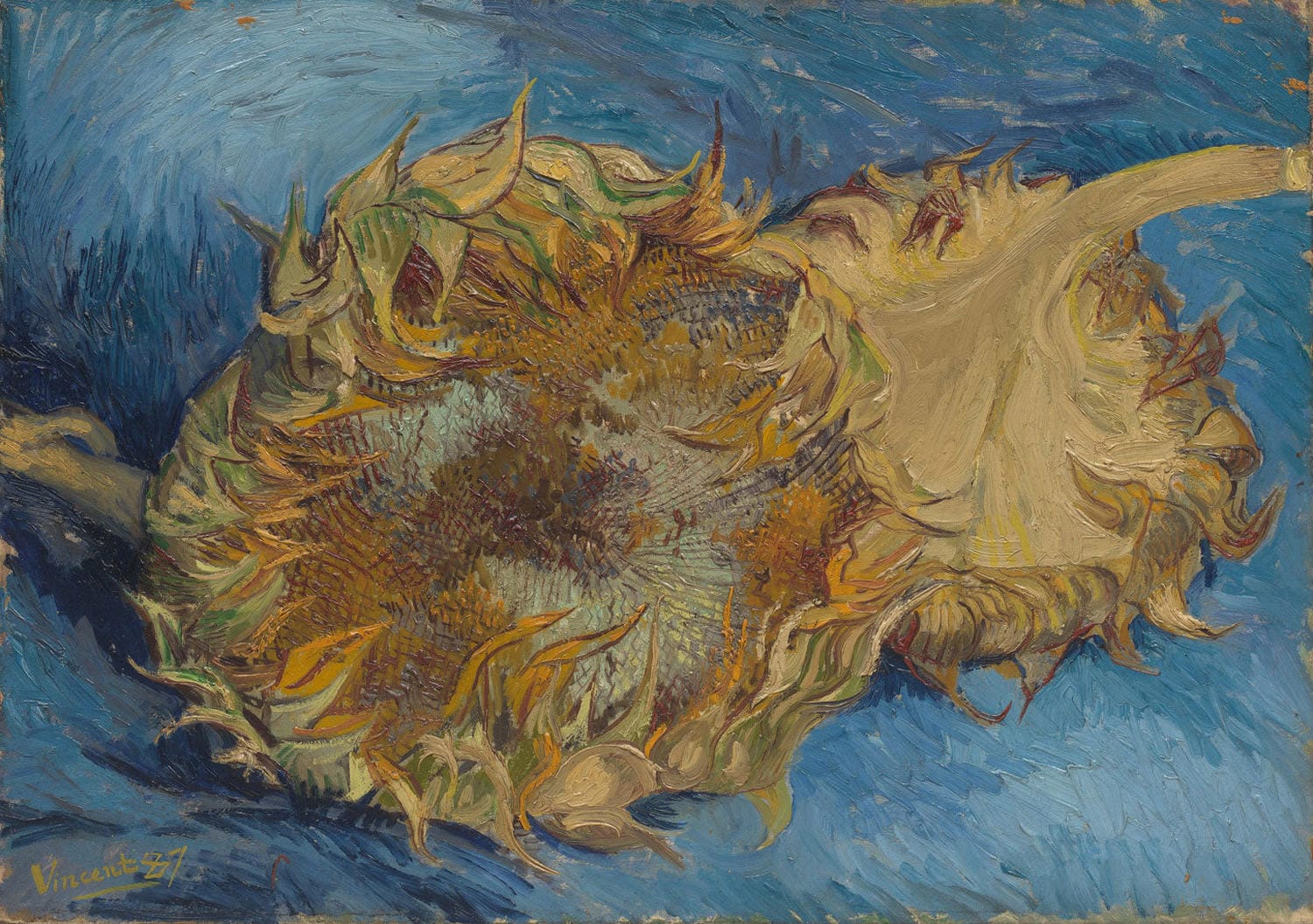Leuchtende Sonnenblumen in verschiedenen Stadien der Blüte, gemalt von Vincent van Gogh im Jahr 1888, mit kräftigen Gelb- und Orangetönen im postimpressionistischen Stil.