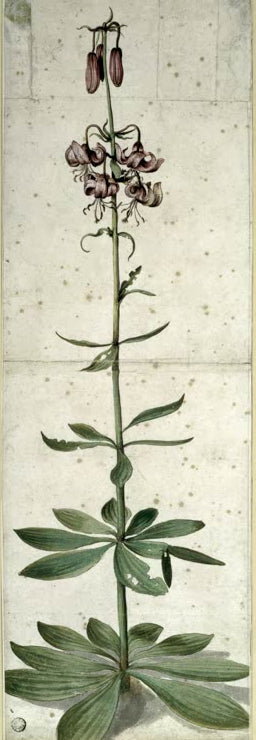 Kunstdruck des Gemäldes „Türkenbund“ von Albrecht Dürer in hochwertiger Druckqualität. Erhältlich als Poster oder auf Leinwand, optional auch gerahmt.