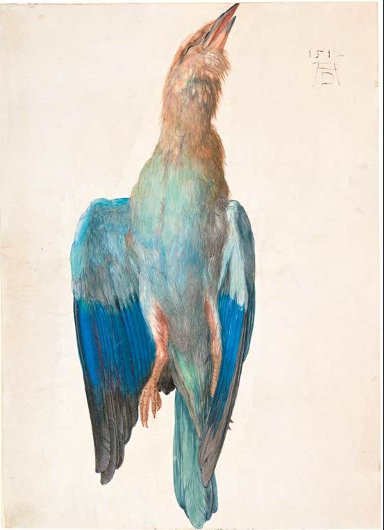Kunstdruck des Gemäldes „Tote Blaurake“ von Albrecht Dürer in hochwertiger Druckqualität. Erhältlich als Poster oder auf Leinwand, optional auch gerahmt.