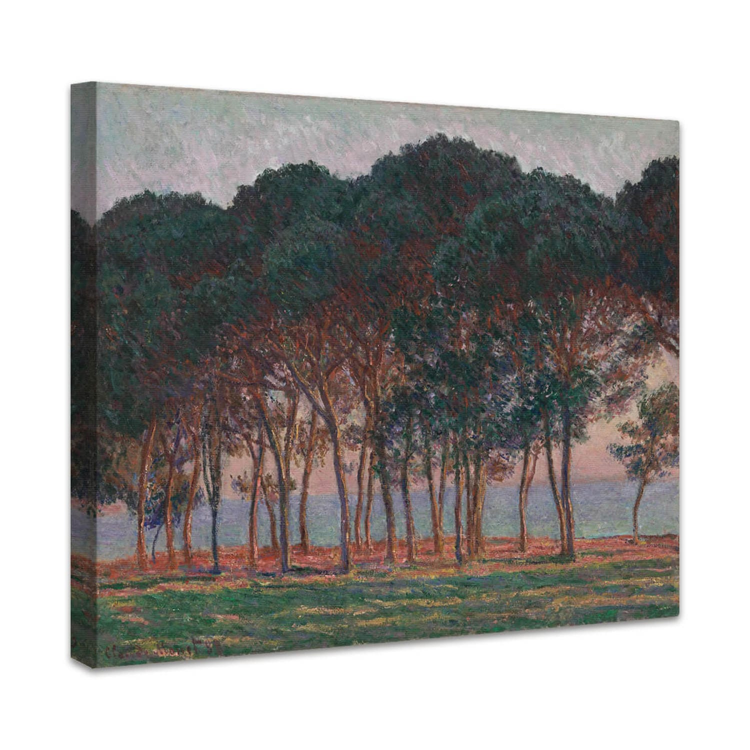 Unter den Kiefern, am Abend | Claude Monet