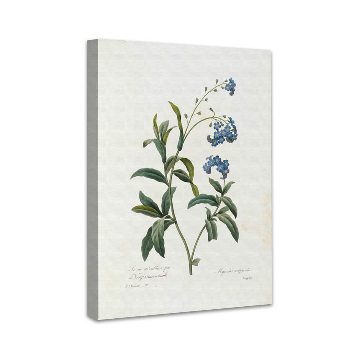 Vergissmeinnicht | Pierre Joseph Redouté