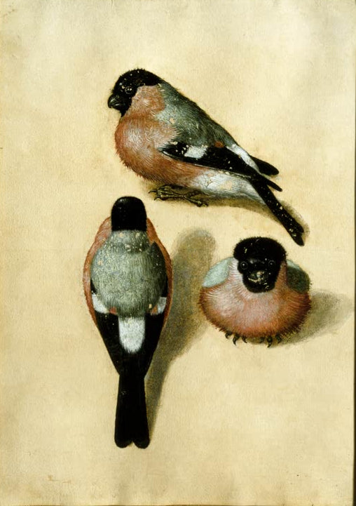 Kunstdruck „Vogel in drei Positionen“ von Albrecht Dürer mit feinen Tierstudien eines Vogels