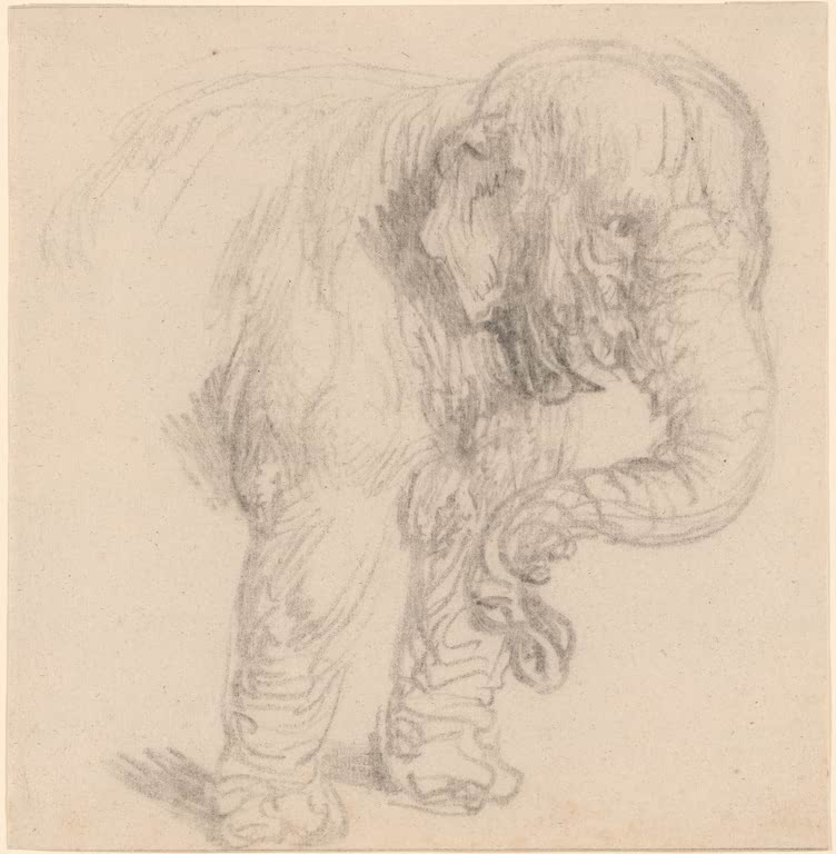 Kunstdruck „Vorderteile eines Elefanten“ von Rembrandt van Rijn