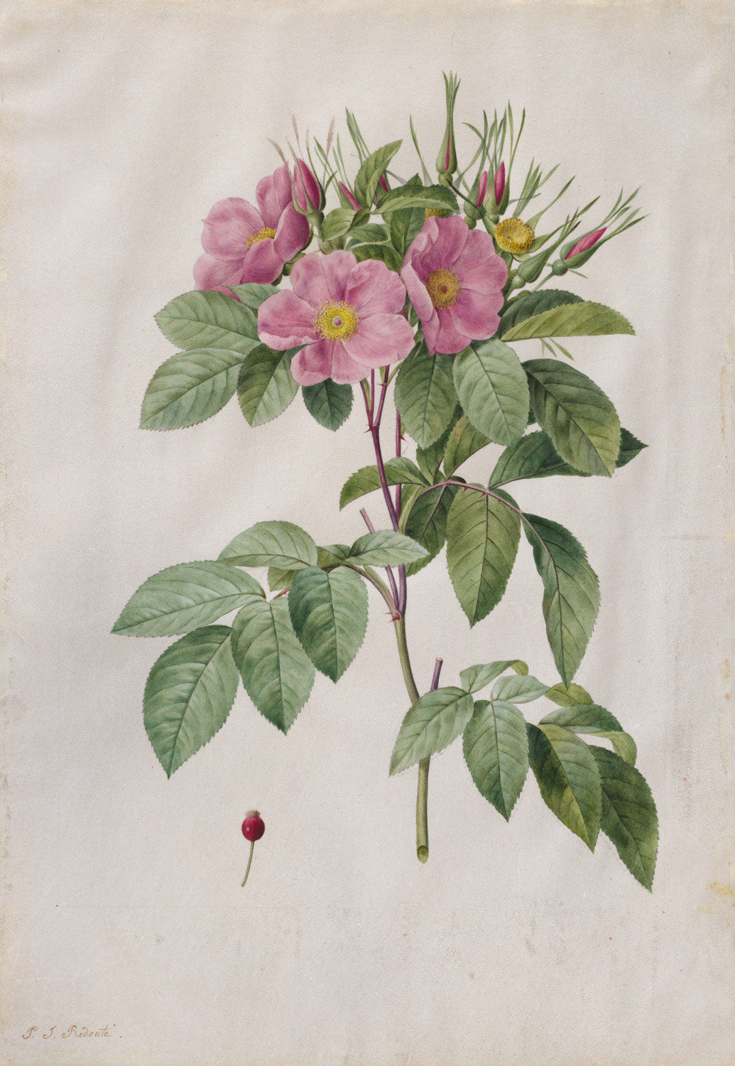Der Bildalternativtext für das Gemälde "Weiderose (Rosa Carolina Corymbosa)" von Pierre-Joseph Redouté beschreibt eine präzise botanische Darstellung einer rosa Blume mit sanften Farbtönen. Die Blüte ist detailliert und realistisch abgebildet, mit grünen Blättern, die die zarten Rosenblätter umrahmen.