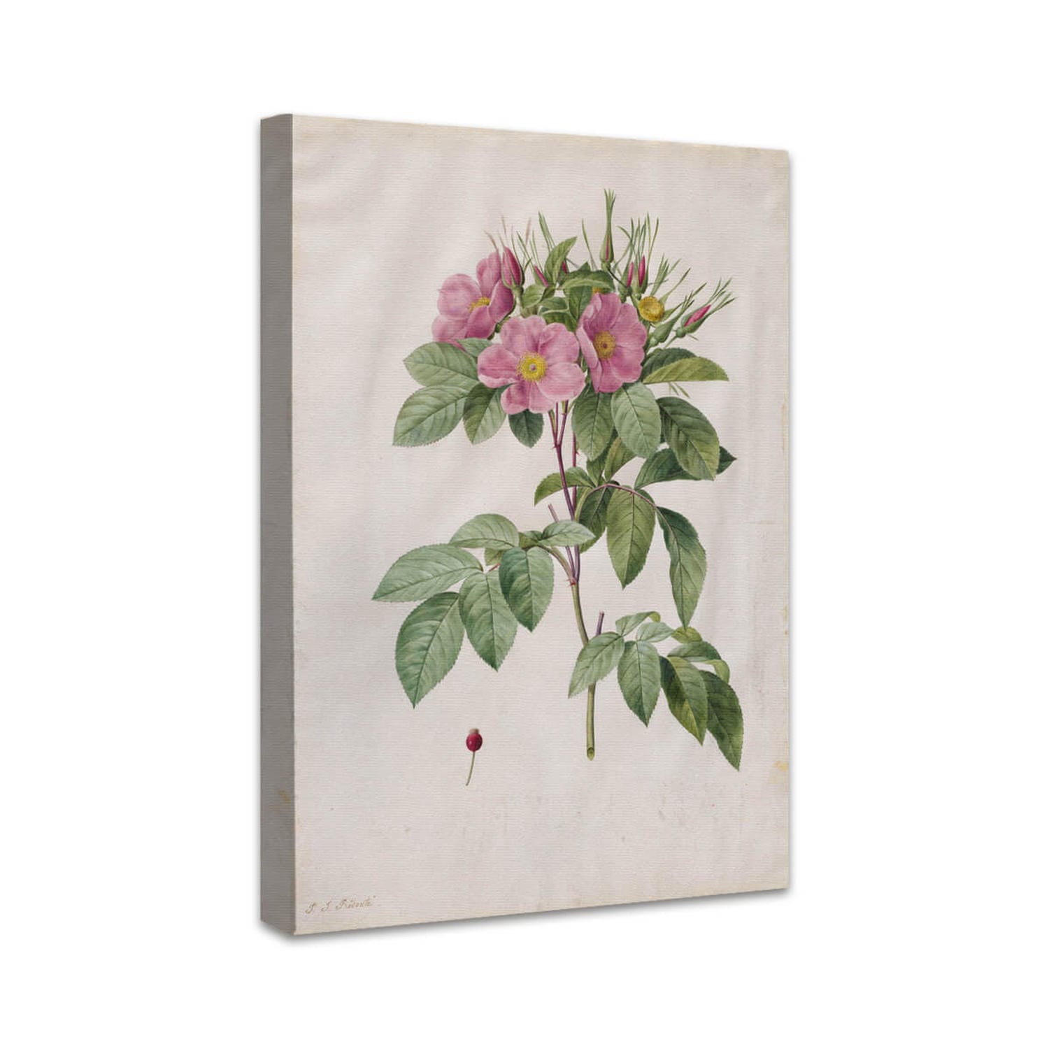 Weiderose (Rosa Carolina Corymbosa) | Pierre-Joseph Redouté