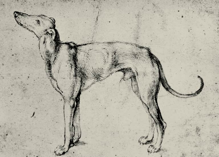 Kunstdruck des Gemäldes „Windhund“ von Albrecht Dürer in hochwertiger Druckqualität. Erhältlich als Poster oder auf Leinwand, optional auch gerahmt.