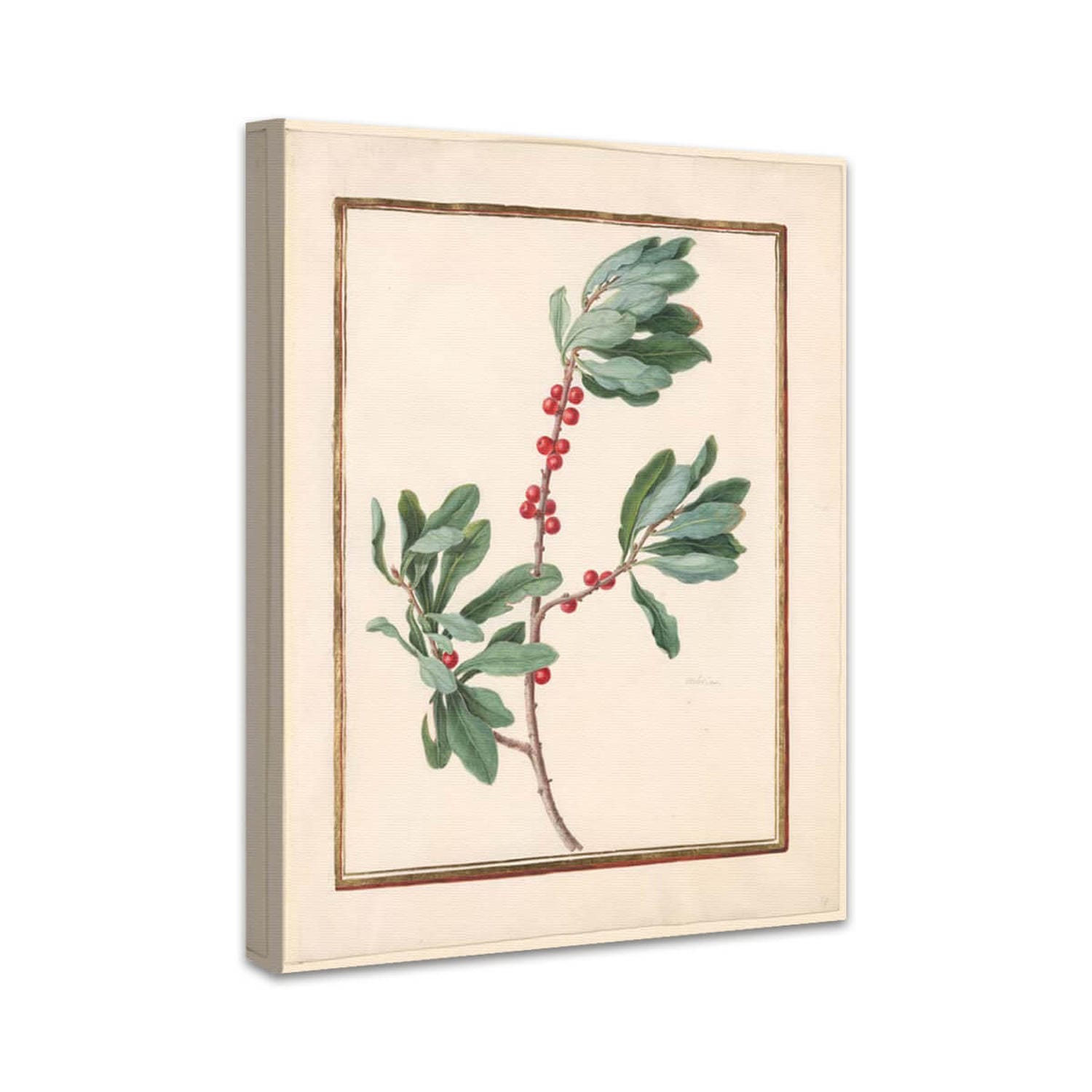 Winterbeere (Ilex verticillata) | Madeleine Françoise Basseporte