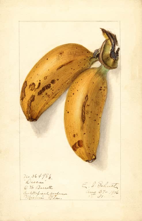 Kunstdruck „Zwei Bananen“ von Ellen Isham Schutt mit botanischer Darstellung zweier Bananen