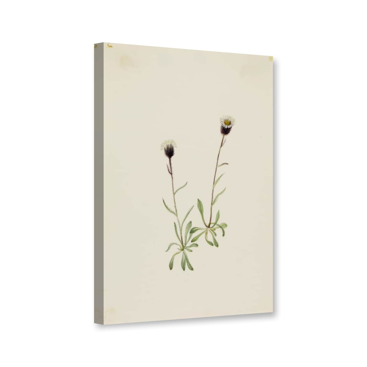 Aleuten-Berufkraut (Erigeron unalaschensis) von Mary Vaux Walcott als Leinwand – Perspektivansicht