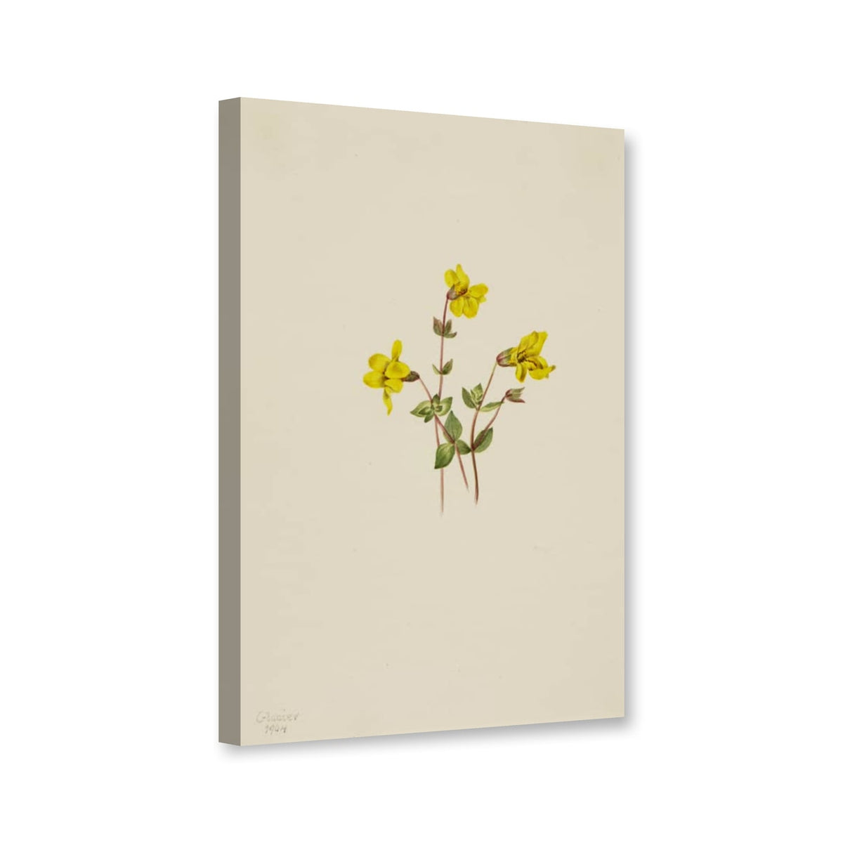 Alpen-Gauklerblume (Mimulus caespitosus) von Mary Vaux Walcott als Leinwand – Perspektivansicht