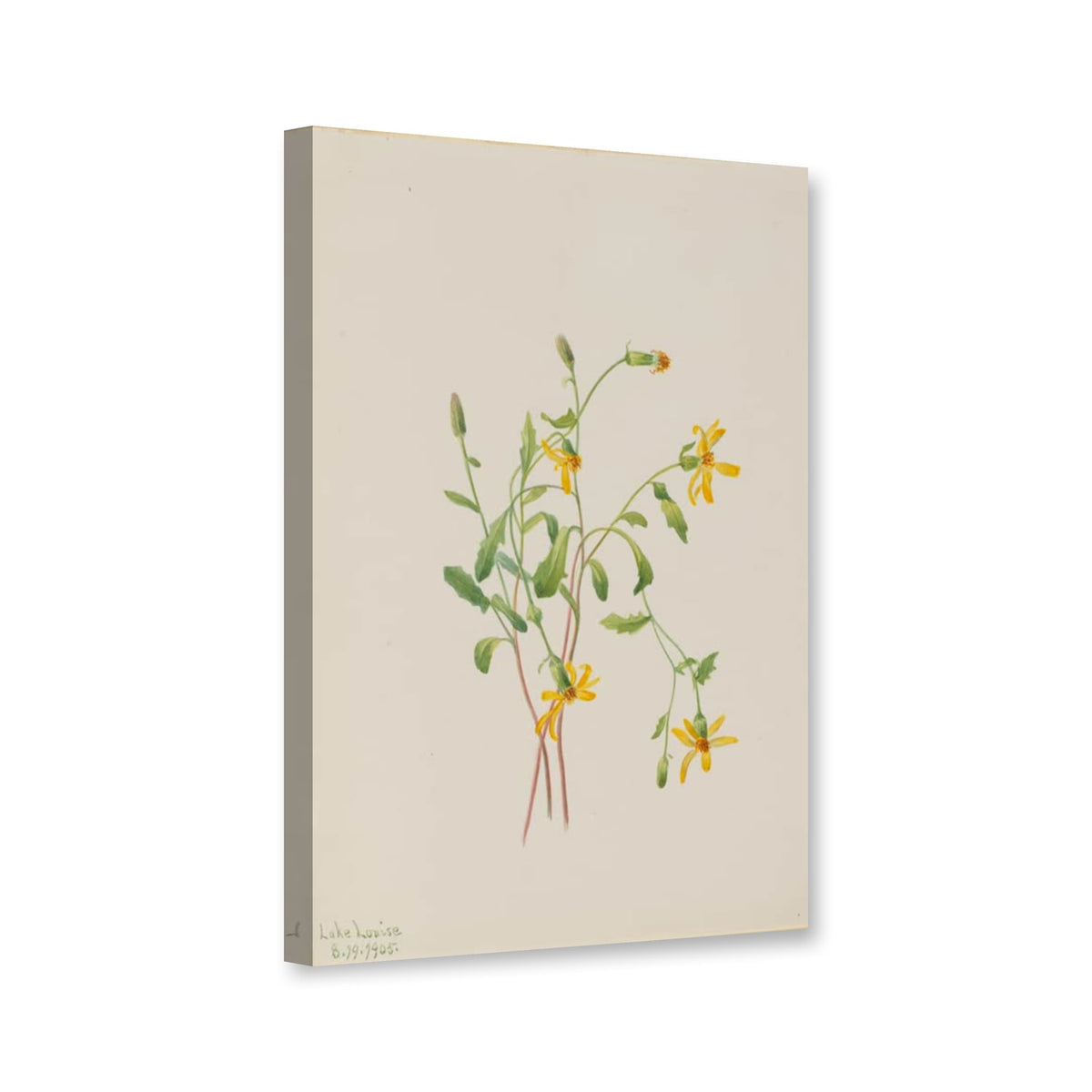 Alpen-Greiskraut (Senecio spec.) von Mary Vaux Walcott als Leinwand – Perspektivansicht