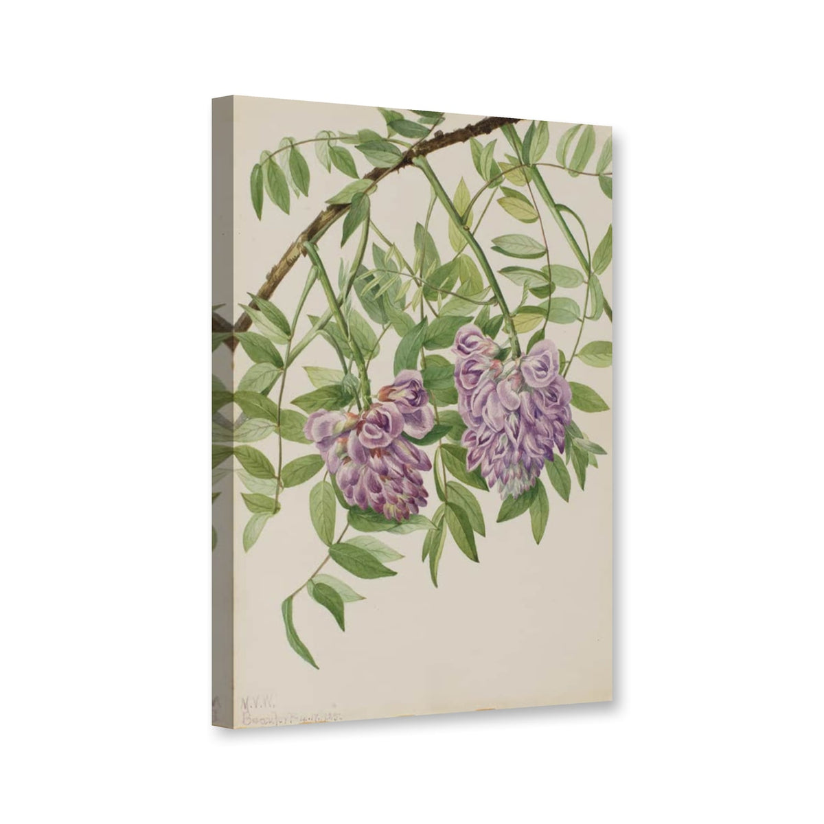 Amerikanische Glyzine (Kraunhia frutescens) von Mary Vaux Walcott als Leinwand – Perspektivansicht