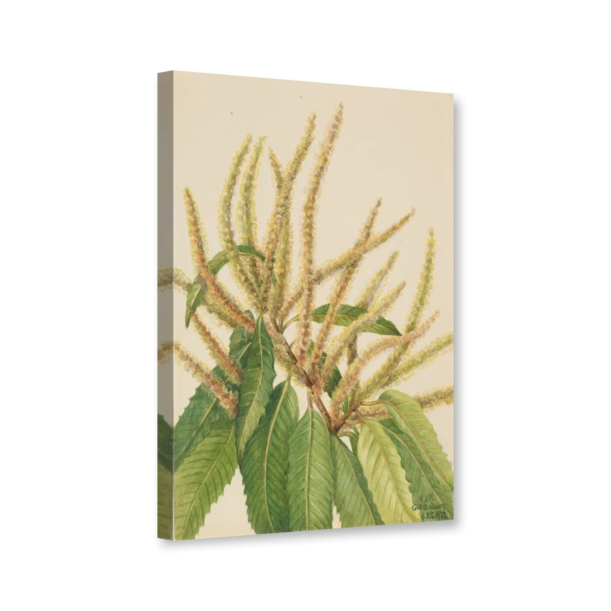 Amerikanische Kastanie, blühender Zweig (Castanea dentata) von Mary Vaux Walcott als Leinwand – Perspektivansicht