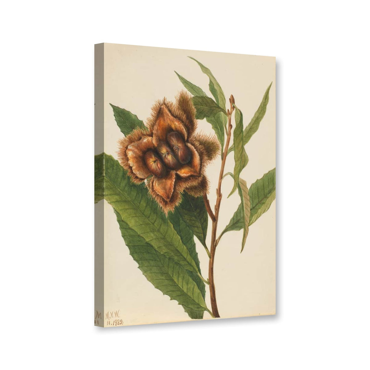 Amerikanische Kastanie (Castanea dentata) von Mary Vaux Walcott als Leinwand – Perspektivansicht