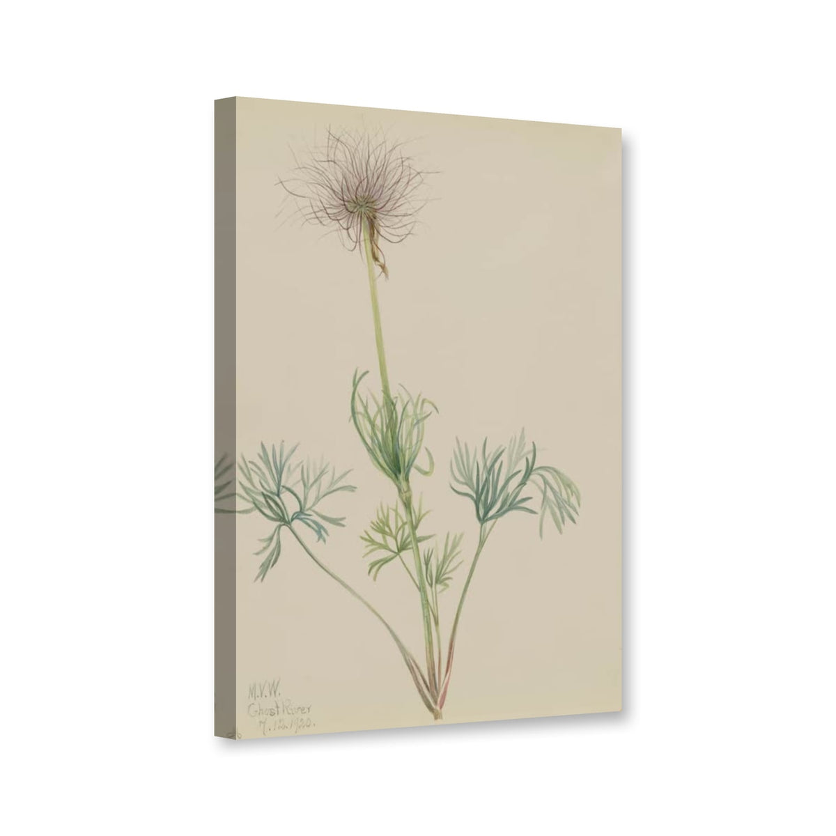 Amerikanische Küchenschelle, Fruchtstand (Pulsatilla ludoviciana) von Mary Vaux Walcott als Leinwand – Perspektivansicht