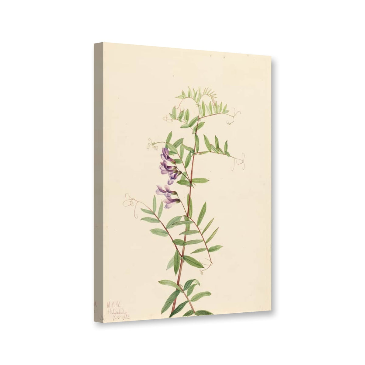 Amerikanische Wicke (Vicia americana) von Mary Vaux Walcott als Leinwand – Perspektivansicht