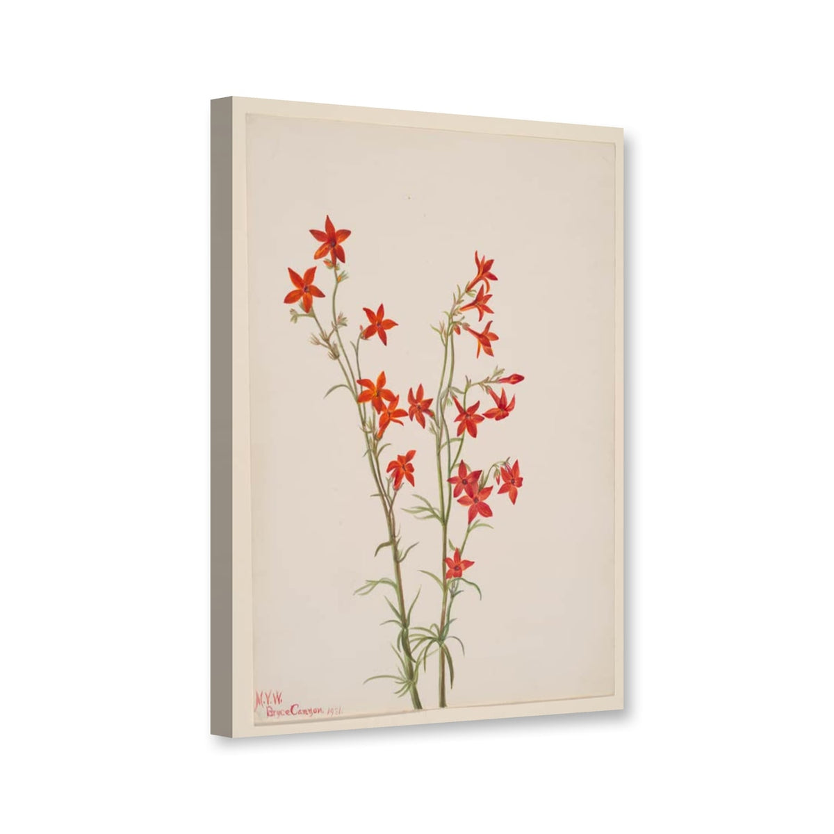 Arizona-Gilie (Gilia arizonica) von Mary Vaux Walcott als Leinwand – Perspektivansicht