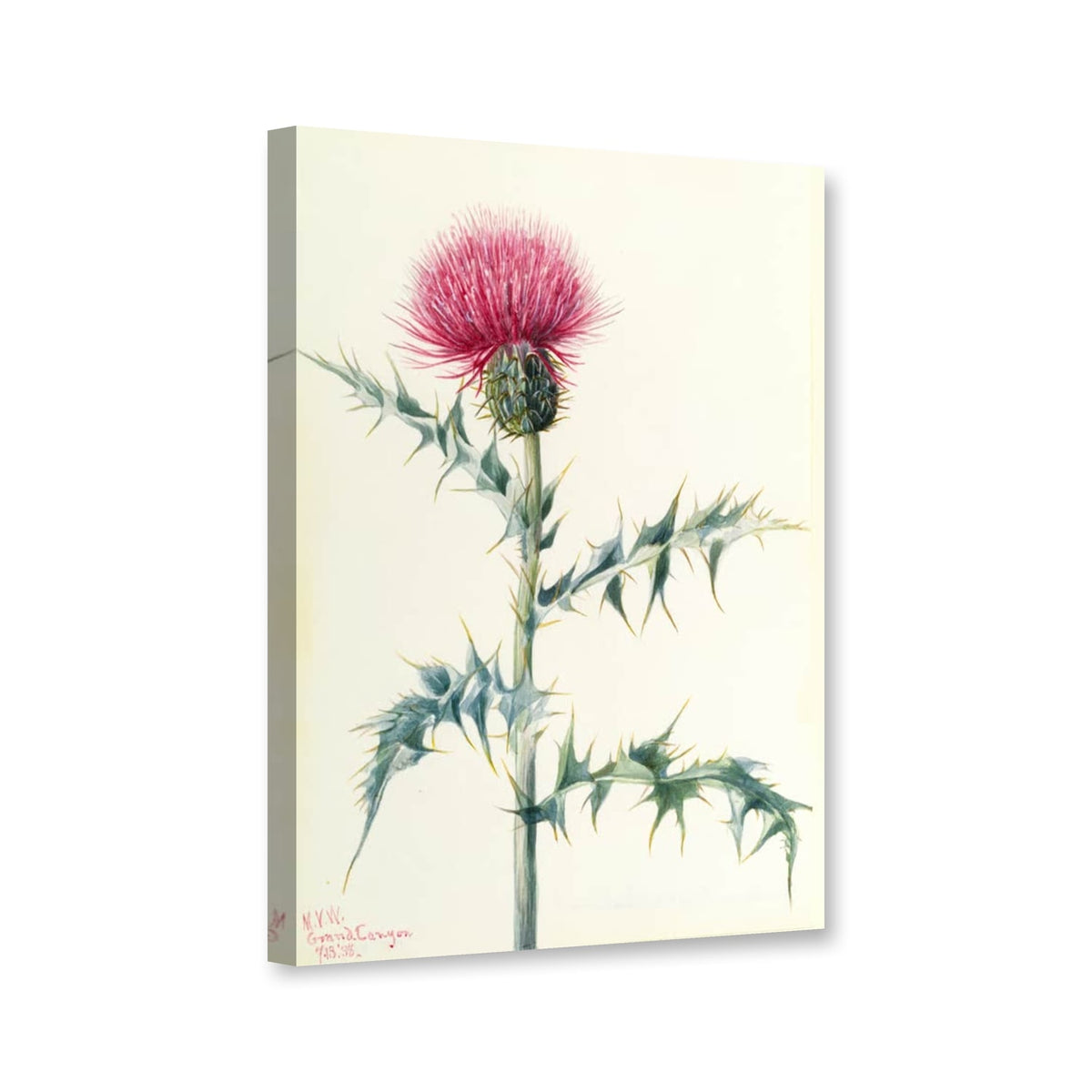 Arizona-Kratzdistel (Cirsium arizonica) von Mary Vaux Walcott als Leinwand – Perspektivansicht
