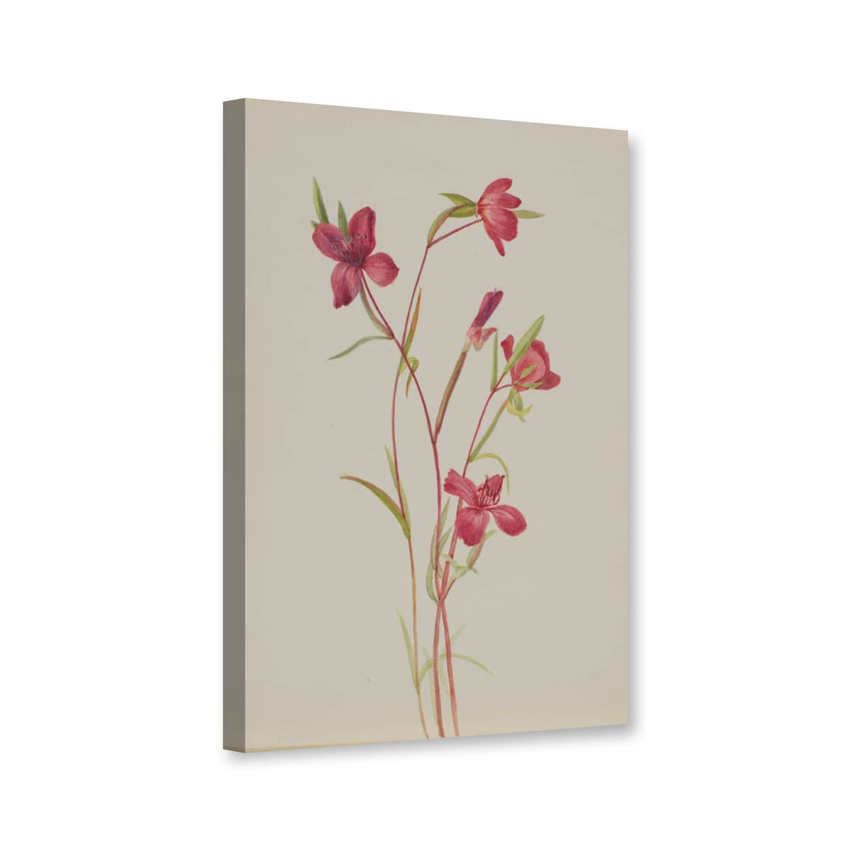Atlasblume (Godetia amoena lilja) von Mary Vaux Walcott als Leinwand – Perspektivansicht