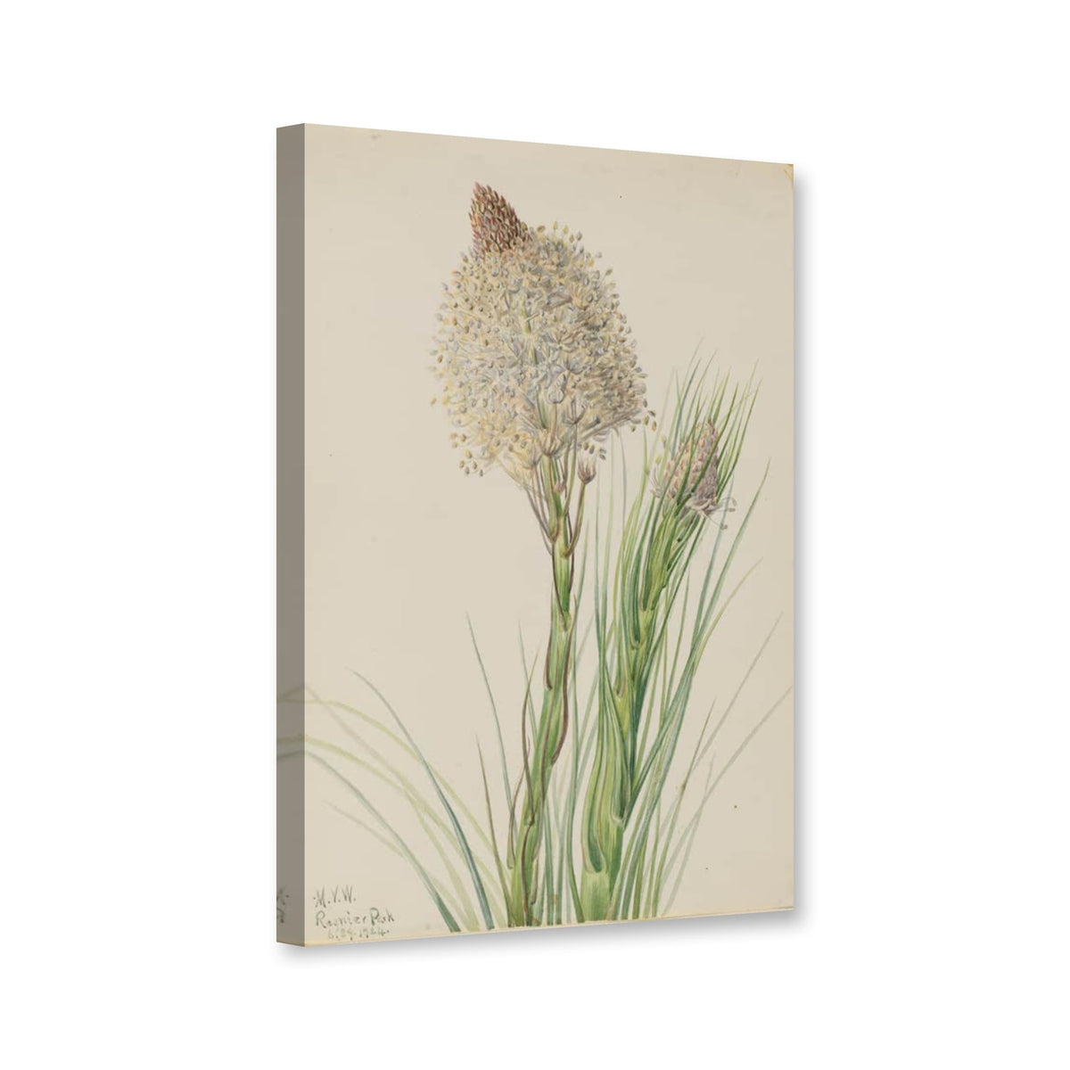 Bärengras (Xerophyllum tenax) von Mary Vaux Walcott als Leinwand – Perspektivansicht