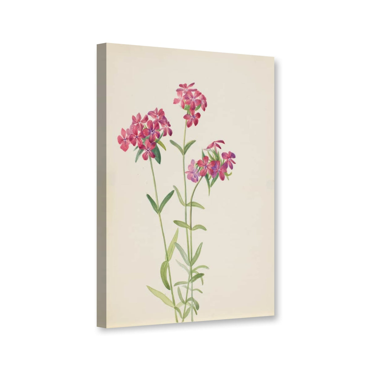 Behaarter Phlox (Phlox amoena) von Mary Vaux Walcott als Leinwand – Perspektivansicht