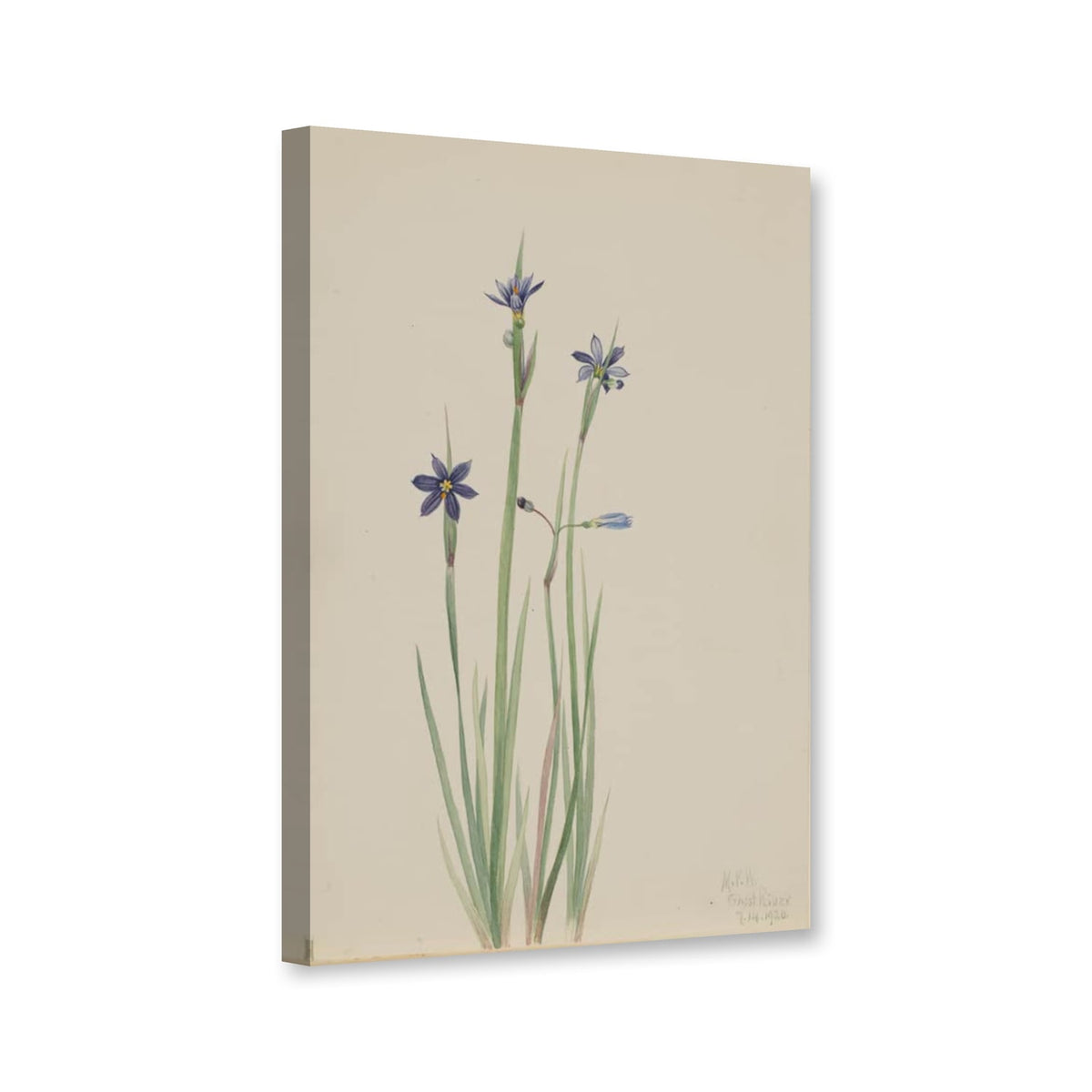 Blauaugengras (Sisyrinchium angustifolium) von Mary Vaux Walcott als Leinwand – Perspektivansicht