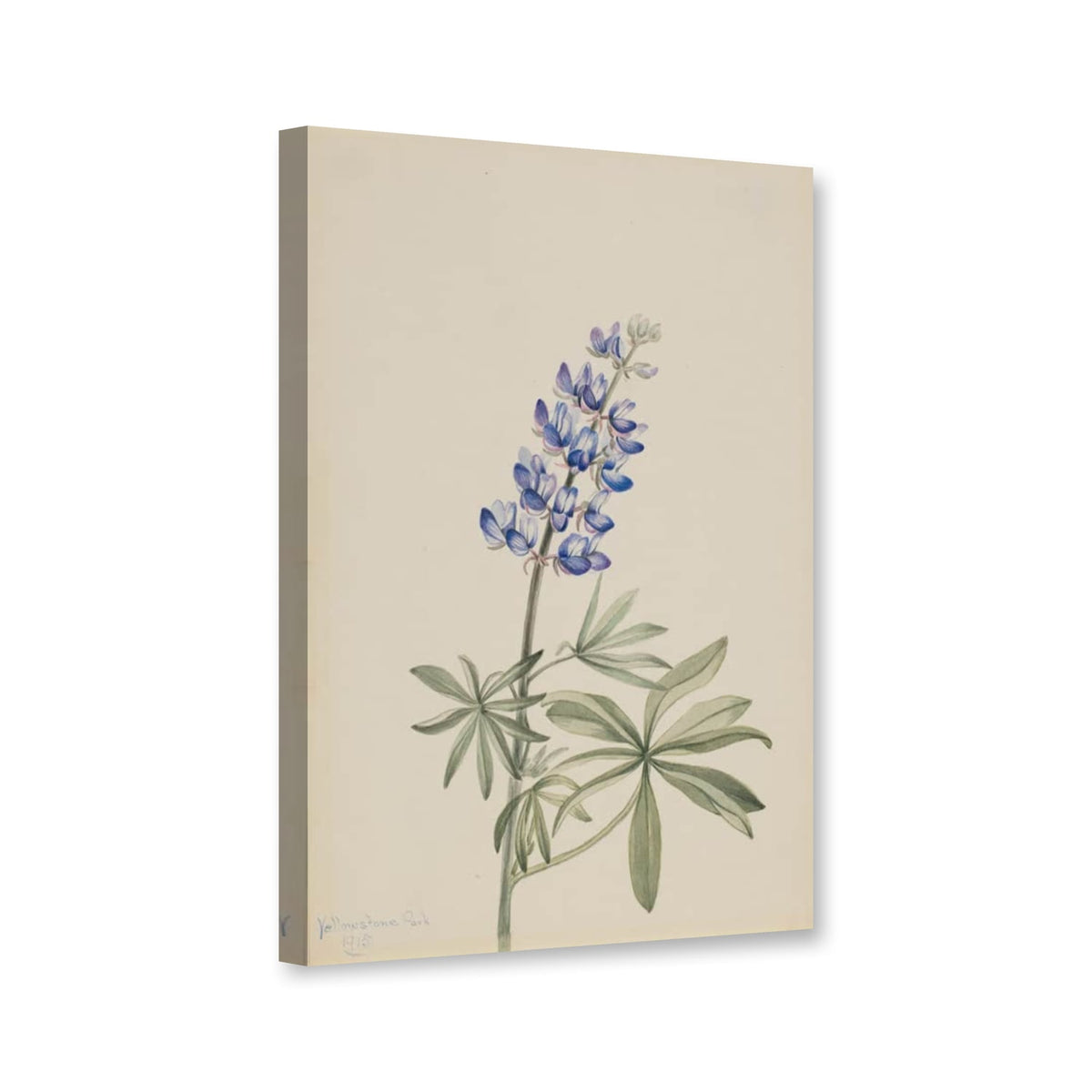Blaue Lupine (Lupinus argenteus) von Mary Vaux Walcott als Leinwand – Perspektivansicht