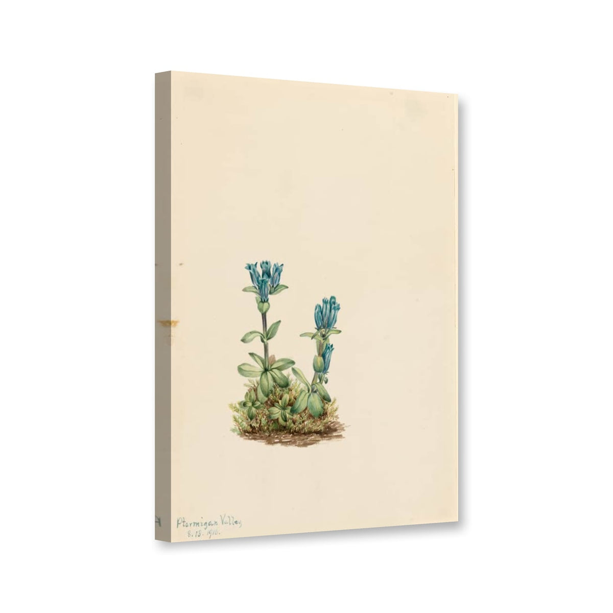 Blaugrüner Enzian (Gentiana glauca) von Mary Vaux Walcott als Leinwand – Perspektivansicht