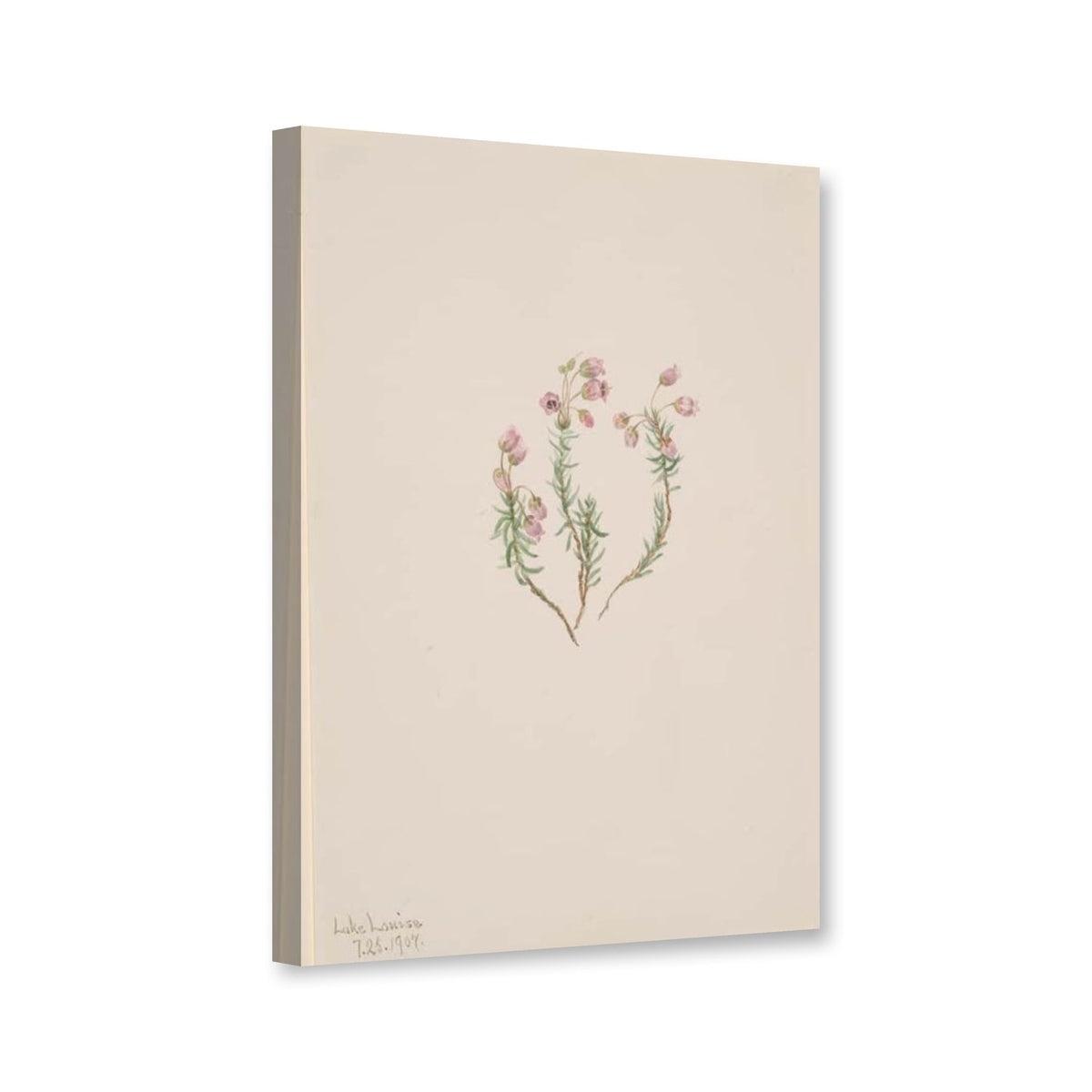 Blauheide (Phyllodoce intermedia) von Mary Vaux Walcott als Leinwand – Perspektivansicht