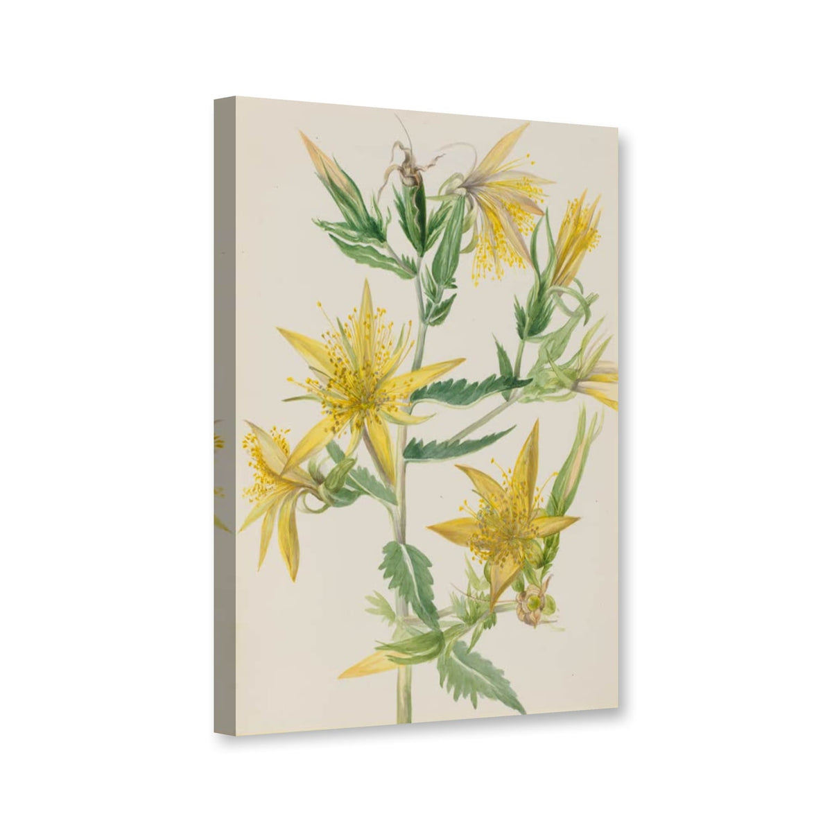 Blitzblume (Mentzelia laevicaulis) von Mary Vaux Walcott als Leinwand – Perspektivansicht