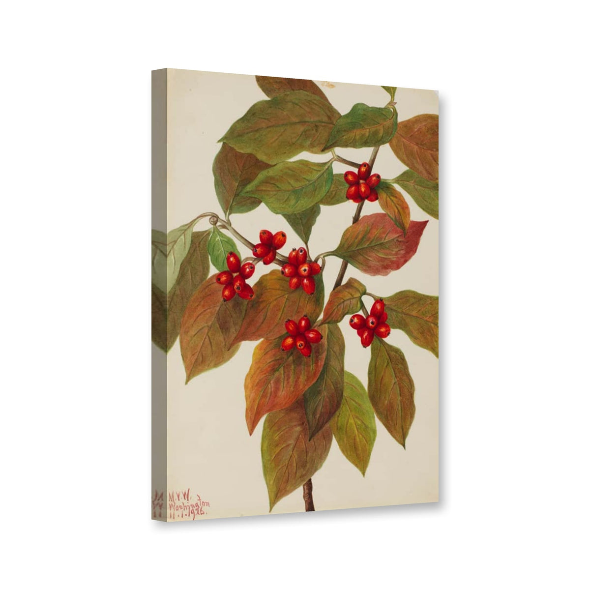 Blumen-Hartriegel mit Früchten (Cornus florida) von Mary Vaux Walcott als Leinwand – Perspektivansicht