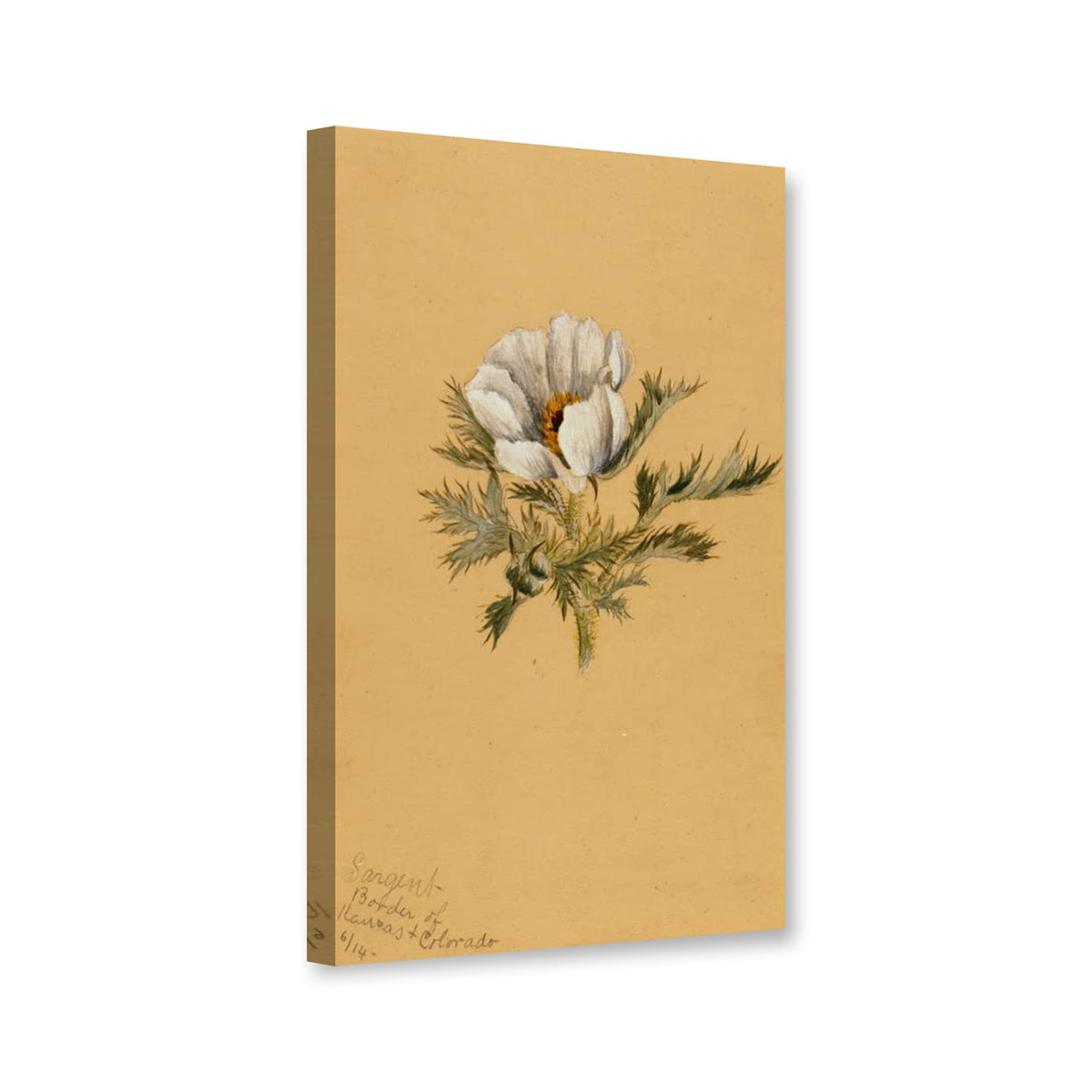 Blumenstudie mit weißer Blüte auf ockerfarbenem Papier, 1883 von Mary Vaux Walcott als Leinwand – Perspektivansicht