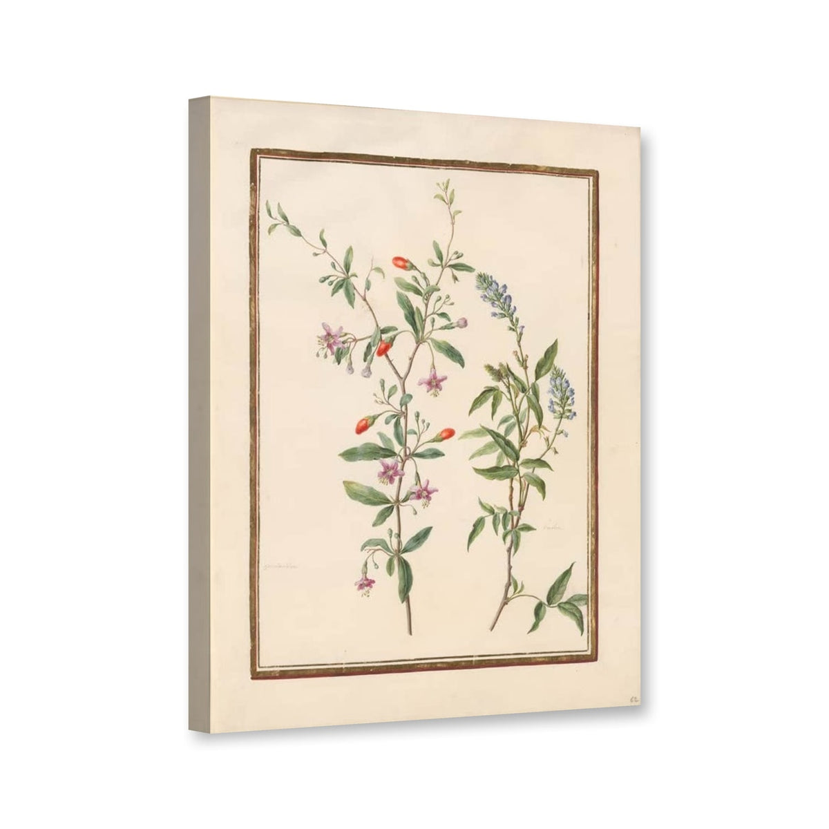 Bocksdorn mit roten Beeren und blauer Blütenähre von Madeleine Françoise Basseporte als Leinwand – Perspektivansicht