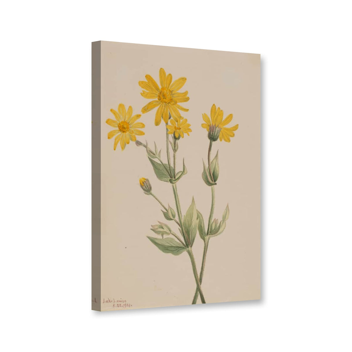 Breitblättrige Arnika (Arnica latifolia) von Mary Vaux Walcott als Leinwand – Perspektivansicht