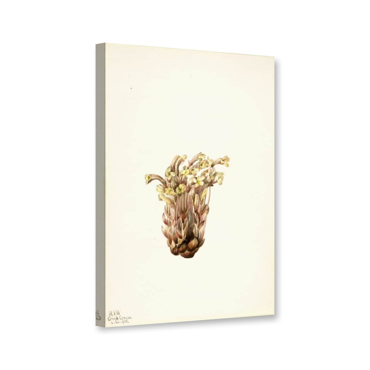 Büschel-Sommerwurz (Orobanche fasciculata) von Mary Vaux Walcott als Leinwand – Perspektivansicht