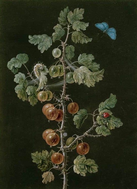 Stachelbeerzweig (Ribes) mit Früchten, Bläuling, Marienkäfer und Raupe