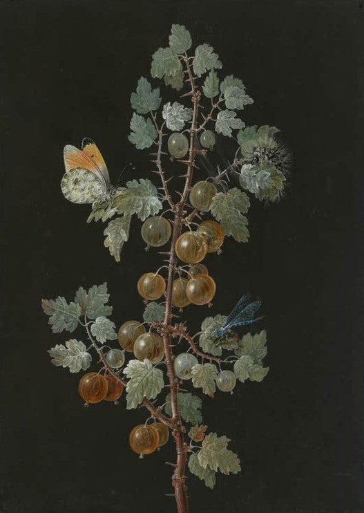 A Branch of Gooseberries with a Dragonfly, an Orange-Tip Butterfly, and a Caterpillar