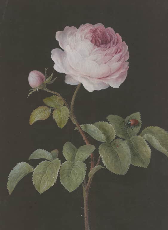 Pinke Rose mit braunem Käfer
