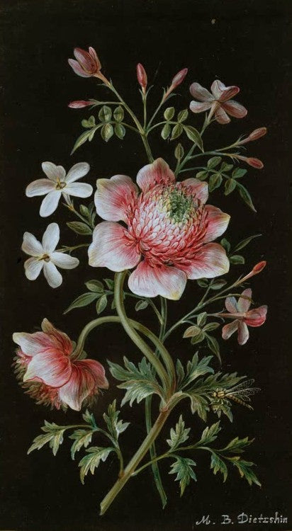 Windröschen (Anemone) und Jasmin mit gelber Libelle