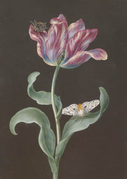 Tulipa Gesneriana mit Schmetterling und Biene
