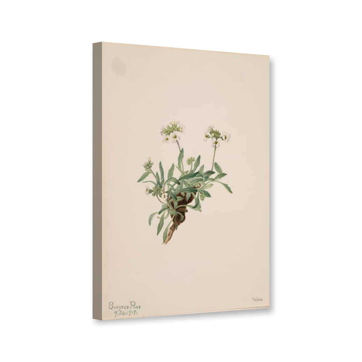 Drummonds Gänsekresse (Arabis drummondii) von Mary Vaux Walcott als Leinwand – Perspektivansicht