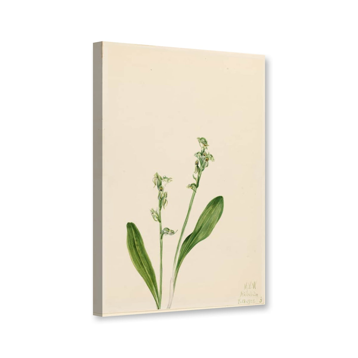 Einblatt-Moororchis (Habenaria obtusata) von Mary Vaux Walcott als Leinwand – Perspektivansicht
