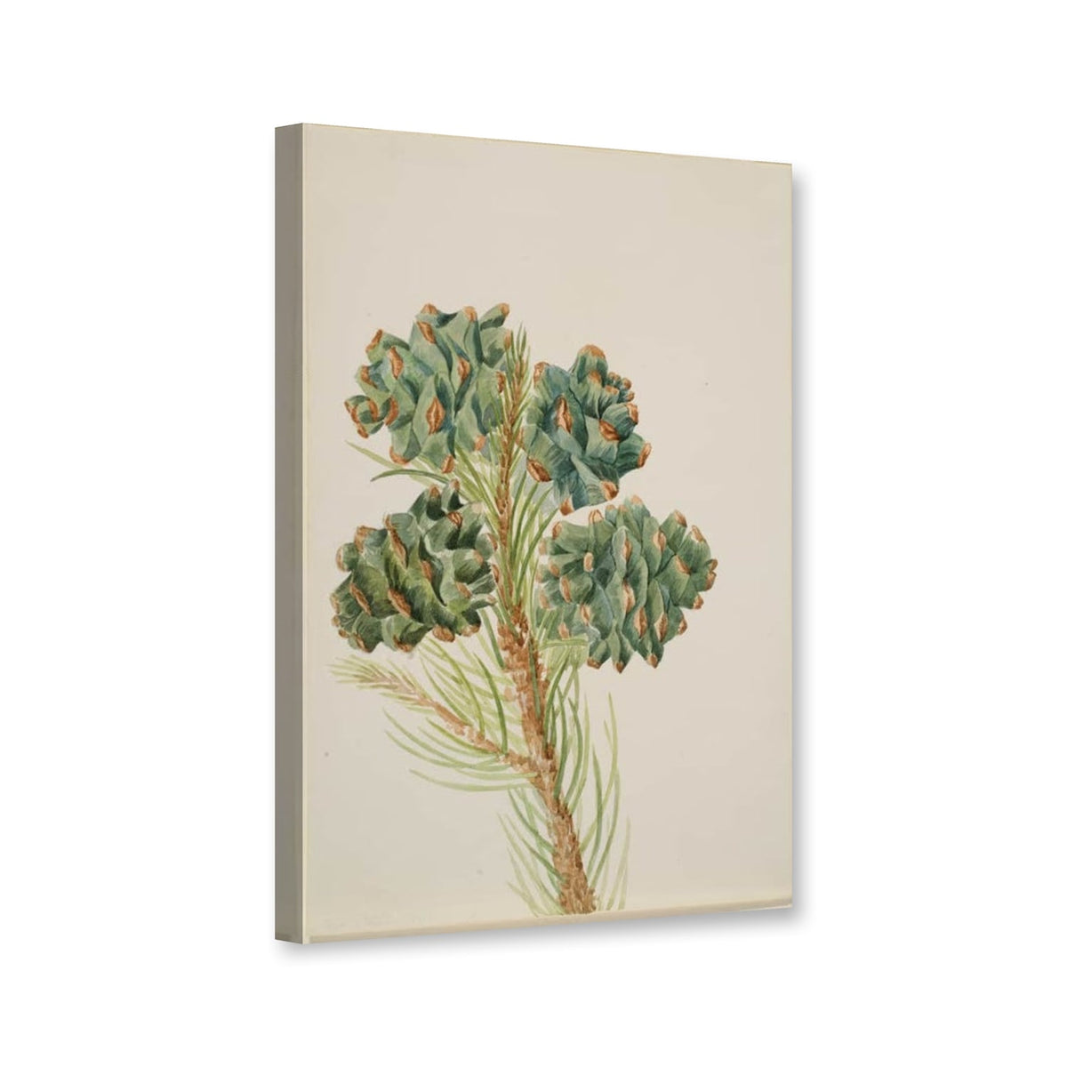 Einnadel-Kiefer (Pinus monophylla) von Mary Vaux Walcott als Leinwand – Perspektivansicht