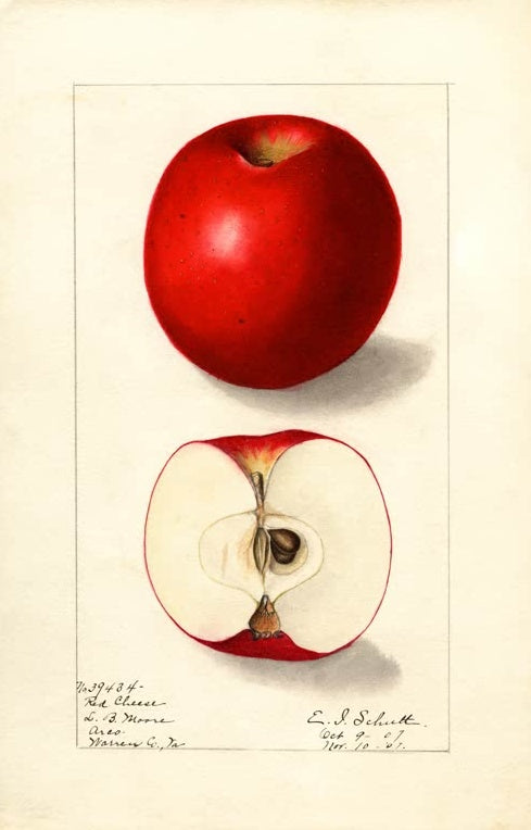 Ellen Isham Schutt Apfel Red Cheese Kunstkopie, roter Apfel ganz und halbiert auf cremefarbenem Papier