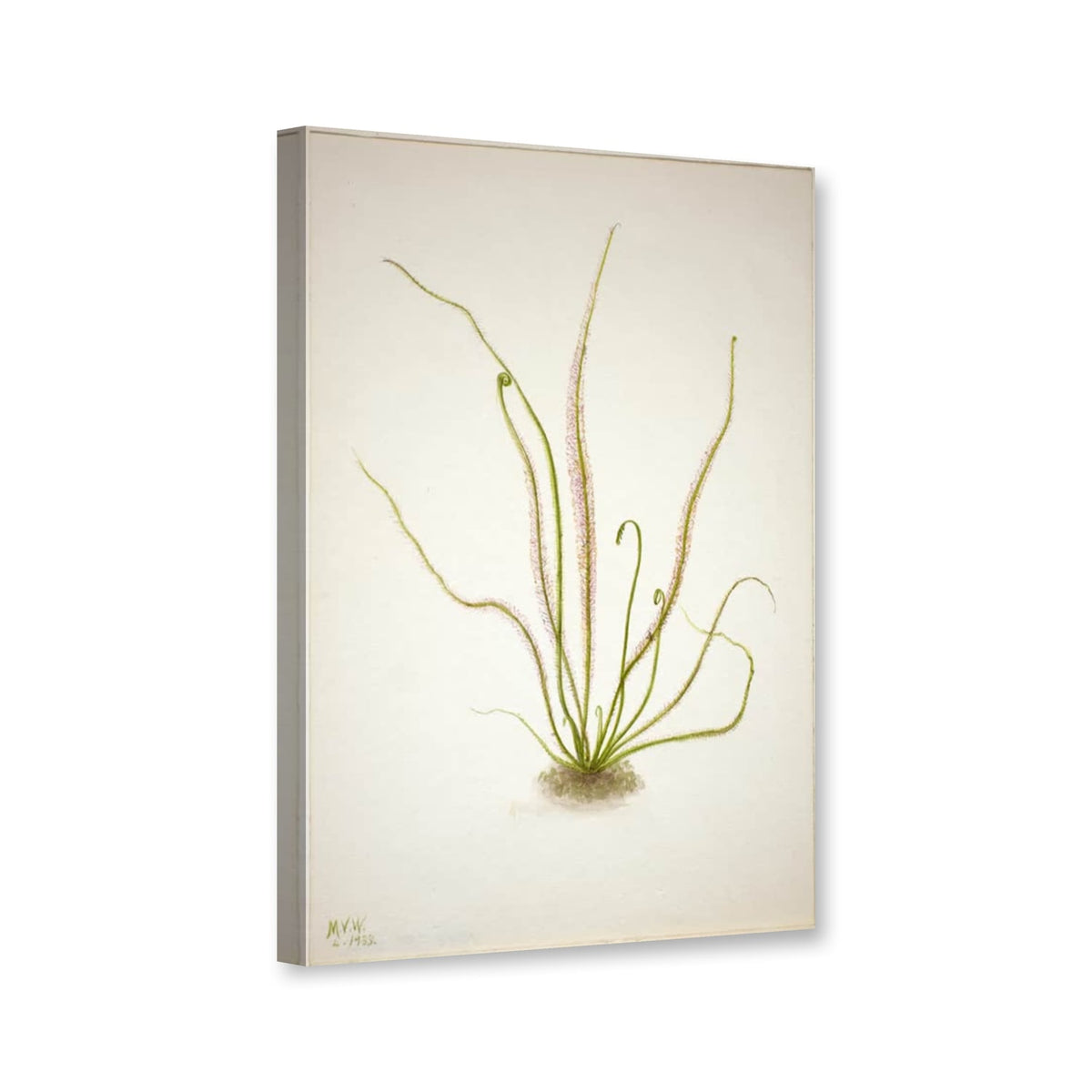 Fadenblättriger Sonnentau (Drosera rotundifolia) von Mary Vaux Walcott als Leinwand – Perspektivansicht
