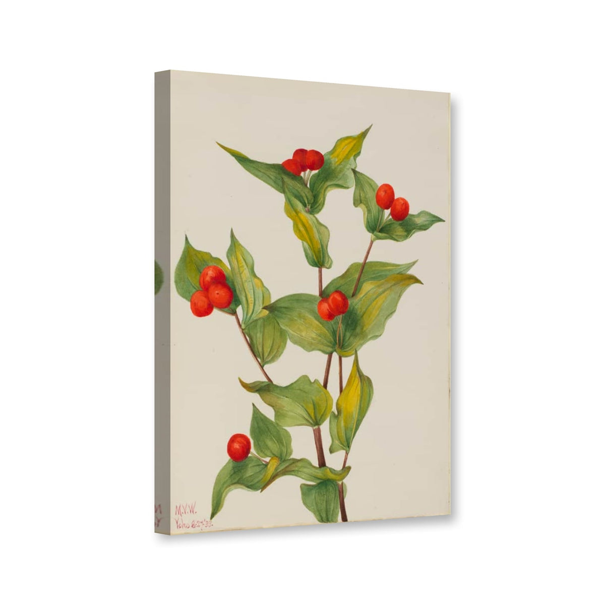 Feenglöckchen (Disporum hookeri) von Mary Vaux Walcott als Leinwand – Perspektivansicht