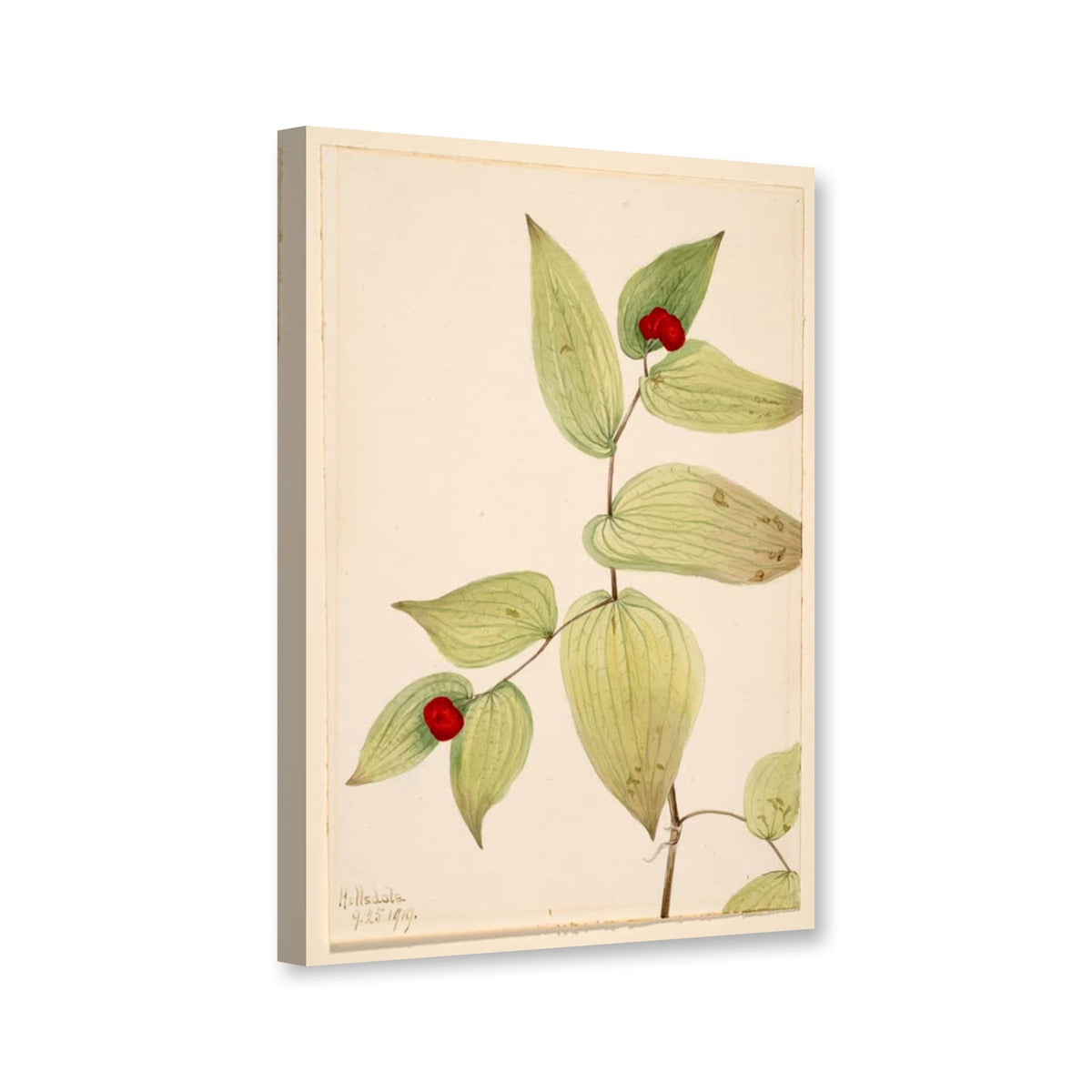 Feenglöckchen, Fruchtstadium (Disporum trachycarpum) von Mary Vaux Walcott als Leinwand – Perspektivansicht