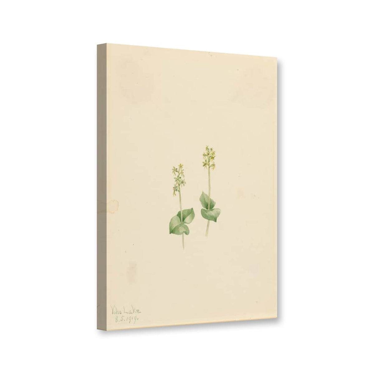 Felsengebirgs-Zweiblatt (Ophrys necrophylla) von Mary Vaux Walcott als Leinwand – Perspektivansicht
