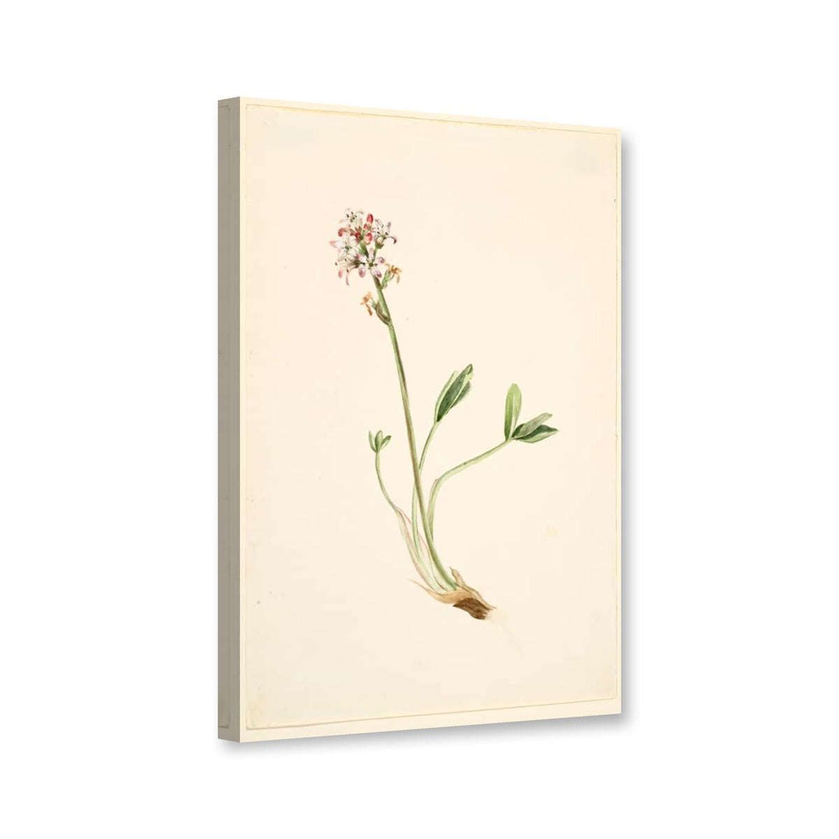 Fieberklee, Blütenstand (Menyanthes trifoliata) von Mary Vaux Walcott als Leinwand – Perspektivansicht