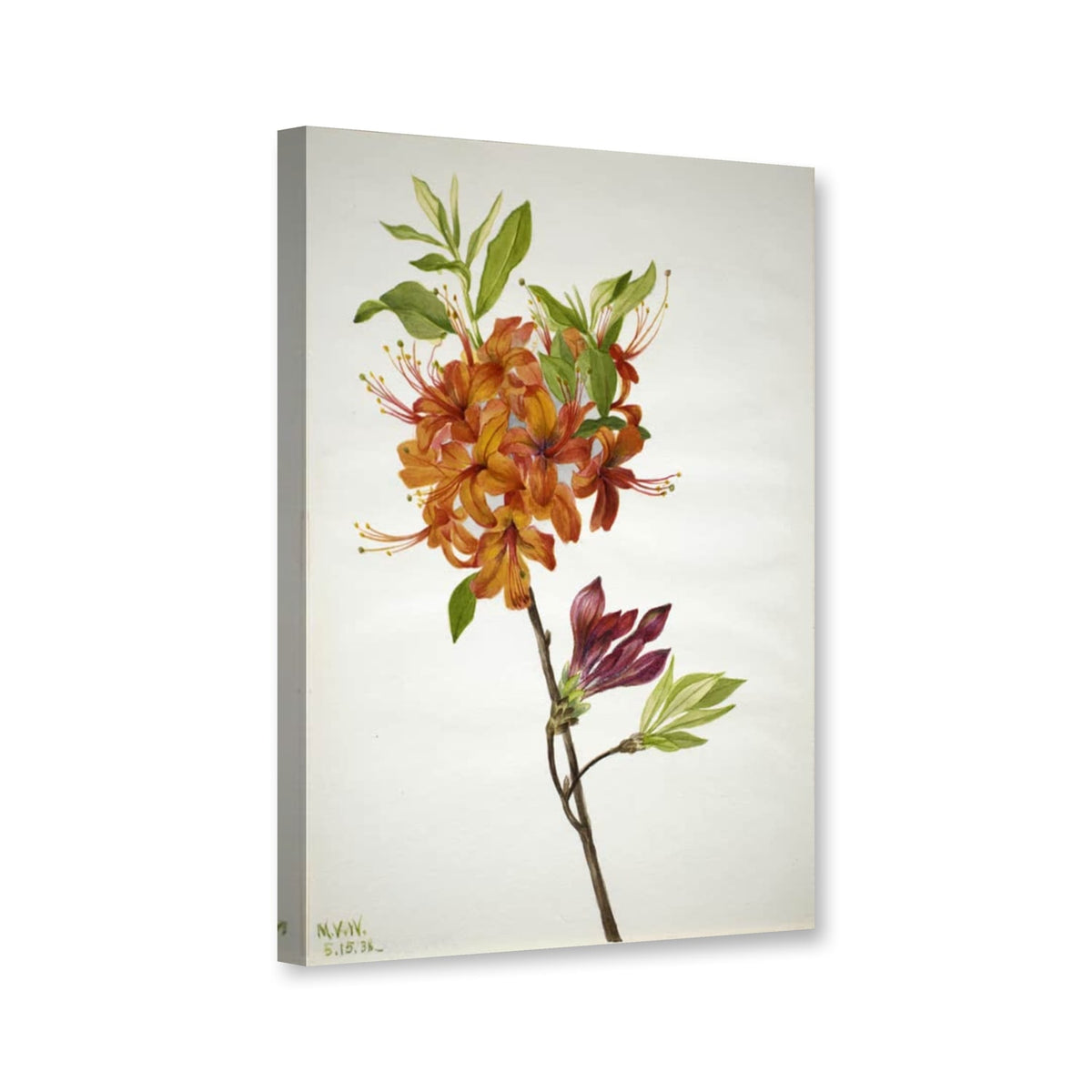 Flammenazalee (Rhododendron speciosum) von Mary Vaux Walcott als Leinwand – Perspektivansicht